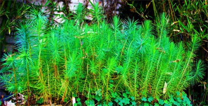 Custom Made Miniature Forests,
Forests For Walls or Forests For Tables!